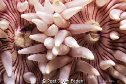 Inseparable. Two interwoven violet spotted sea anemones by Peet J Van Eeden 